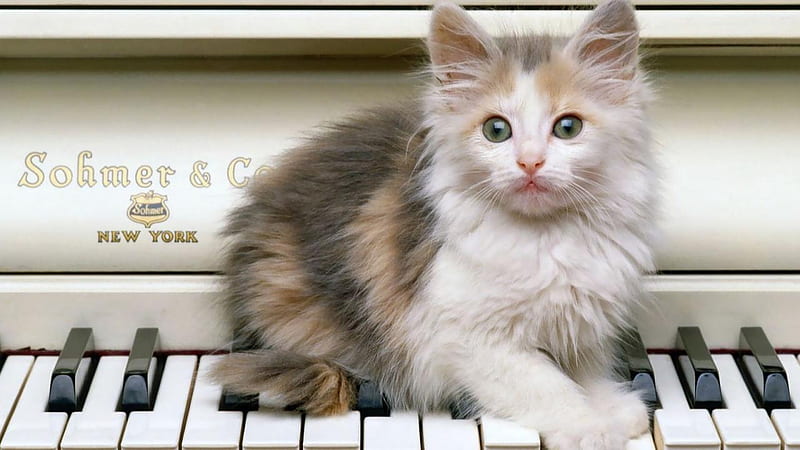 PLAYING PIANO, cute, feline, kitten, piano, HD wallpaper