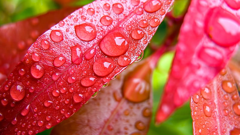 Dew on Red Leaves, Japanese Maple, leaves, dew, garden, rain, Firefox Persona theme, HD wallpaper