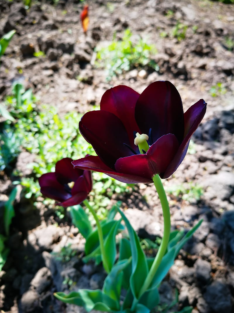 Tulip, beauty, black, burgundy, colors, dark, green, nature, red, tulips, HD phone wallpaper