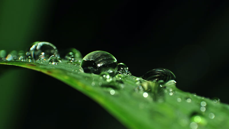 Linear Green Leaf With Droplets Of Water Green, HD wallpaper