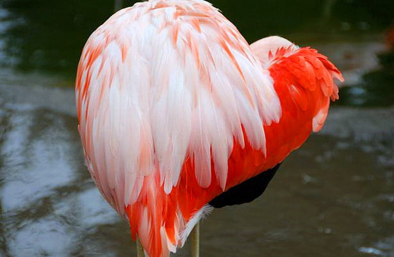 Flamingo heart, heart shape, bird, coral, white, Flamingo, feathers, HD wallpaper
