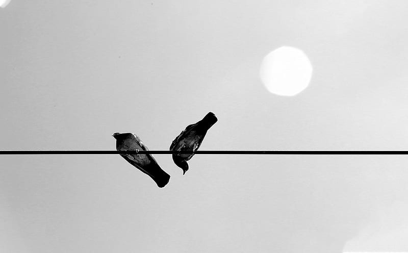 silhouette of two birds on wire during daytime, HD wallpaper