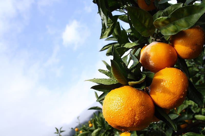 tangerines, citruses, drops, macro, leaves, HD wallpaper