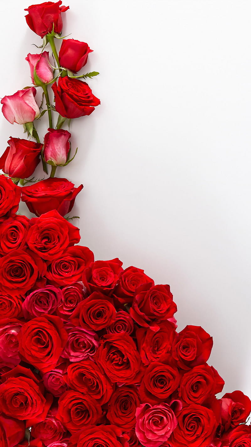 Red Rose, flowers, siempre, heart, love, love forever, roses, HD phone wallpaper
