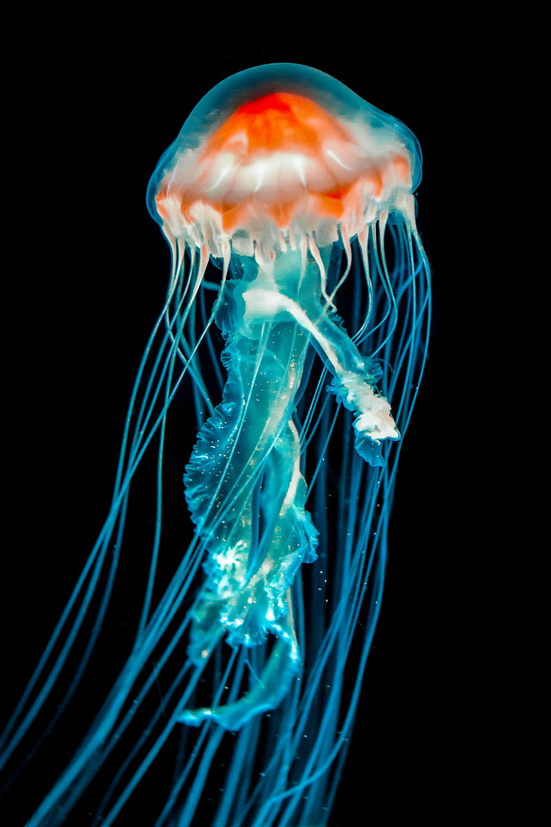 blue jellyfish in white background, HD phone wallpaper