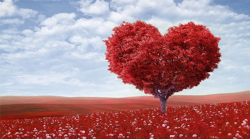 CORAZON, love, bonito, sky, natural, red, te amo, HD wallpaper