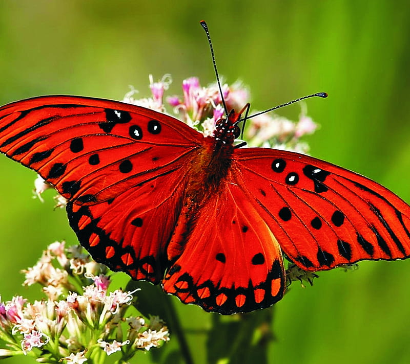 Red ButterFly, colorful, fly, insect, nature, vivid, wings, HD wallpaper
