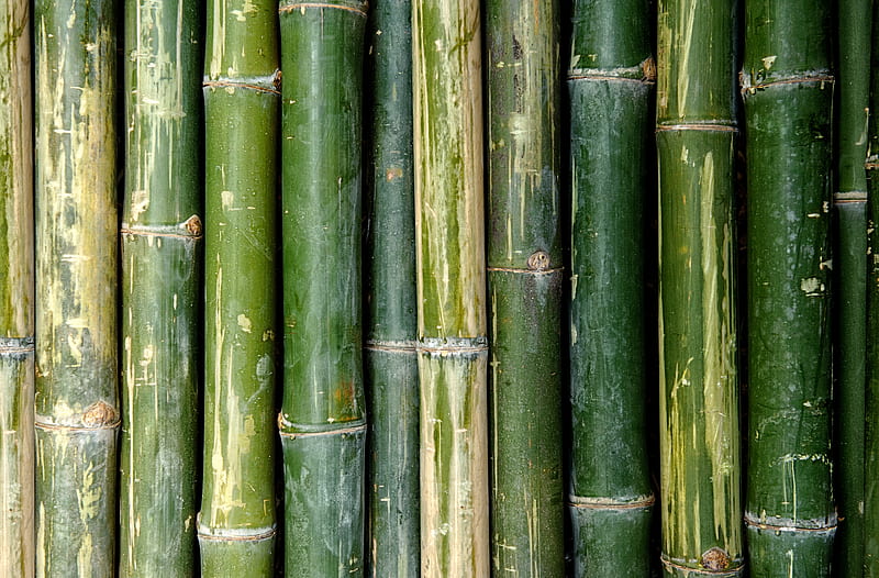 Bamboo, textures, tree, HD wallpaper