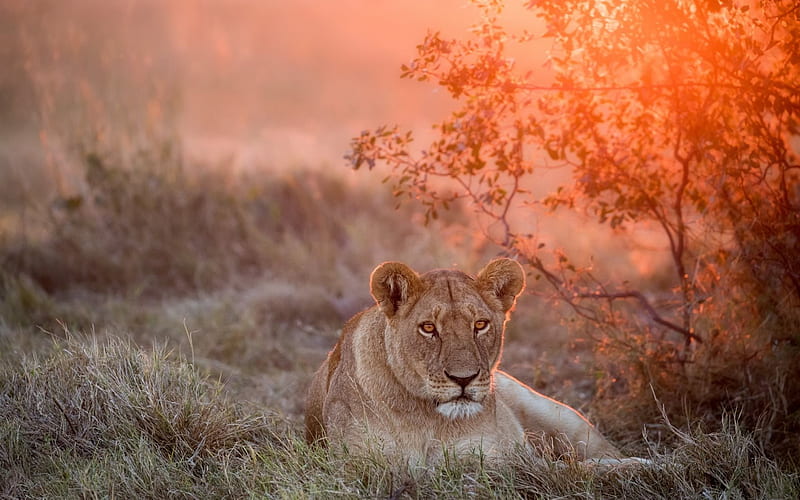 Lioness, wildlife, Africa, savannah, lions, HD wallpaper