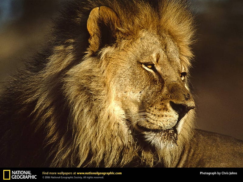 Leão, national geographic, wild life, lion, animals, HD wallpaper | Peakpx
