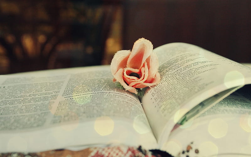 rose bookmark, book, flower, stilllife, graphy, HD wallpaper