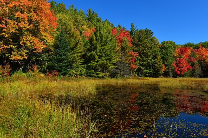 * Autumn *, forest, autumn, nature, trees, lake, HD wallpaper | Peakpx