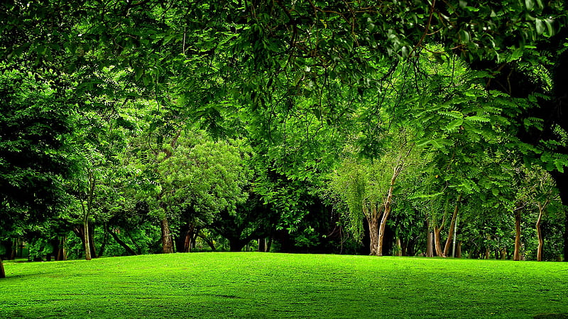 Beautiful Scenery Green Grass Trees Plants Green Aesthetic, HD wallpaper