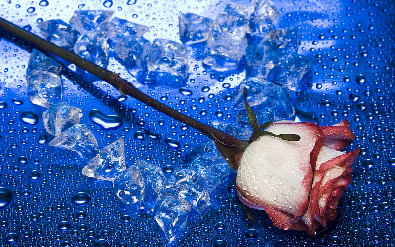 Background blue heart-shaped roses-Seasonal flowers, HD wallpaper
