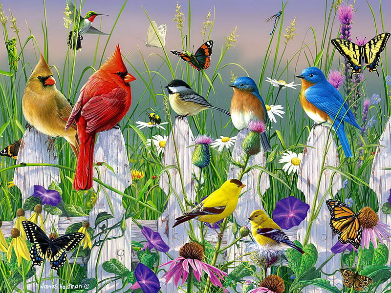 Julie on All birds are beautiful Beautiful birds Most beautiful birds  Pretty birds Birds Flowers Nature HD phone wallpaper  Pxfuel