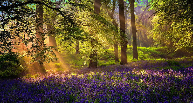 Forest sunlight, pretty, quiet, calmness, glow, lovely, sunlight, sunbeams, sunny, bonito, trees, carpet, serenity, rays, wildflowers, nature, HD wallpaper