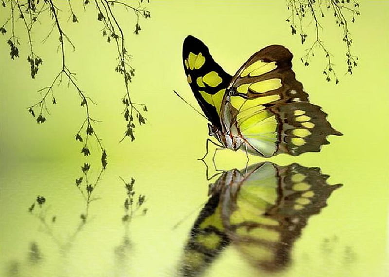 Resting, pretty, tree, butterfly, reflection, branches, lemon, HD wallpaper