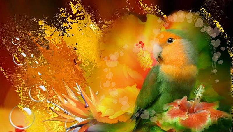 Bird in Paradise, lorikeet, bird, jungle, flowers, parrot, abstract, HD wallpaper