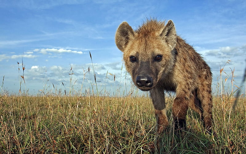 Spotted hyena, grass, Africa, savannah, hyena, cute, predators, wild, wildlife, nature, field, animals, HD wallpaper