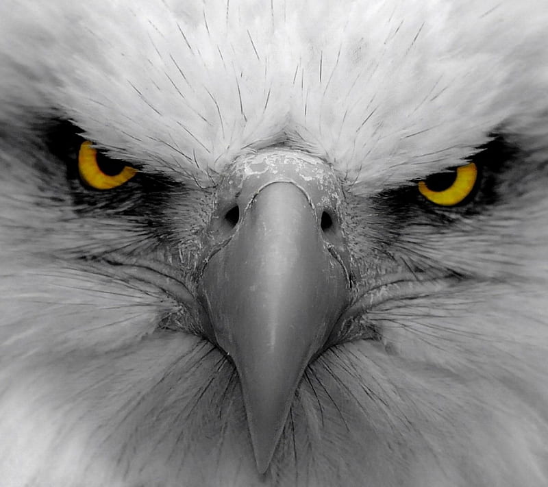 águila, bonito, ojos, Fondo de pantalla HD | Peakpx