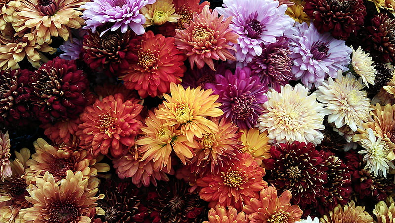 Assorted Flowers, HD wallpaper