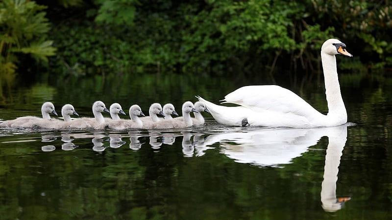 not an ugly one in the bunch, swiming, babies, reflection, mother, lake, swans, HD wallpaper