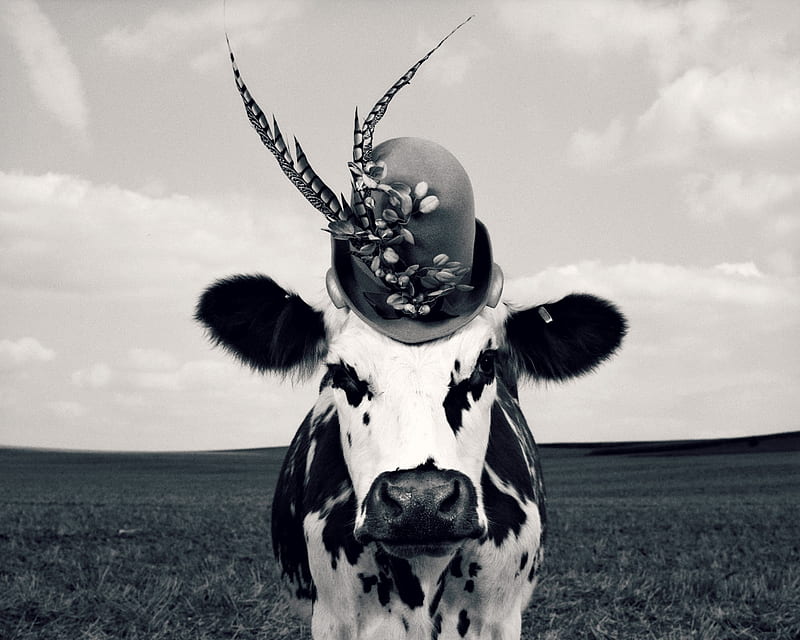 Fency cow, fency, cow, black, animal, hat, jean baptiste mondino, bw