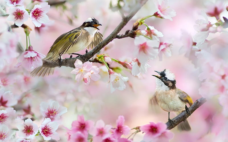 Little birds, Couple, Flowers, Branches, Birds, HD wallpaper | Peakpx