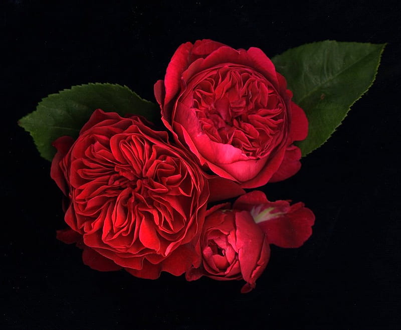Cabbage Roses, red, art, black background, roses, green leaves, HD wallpaper