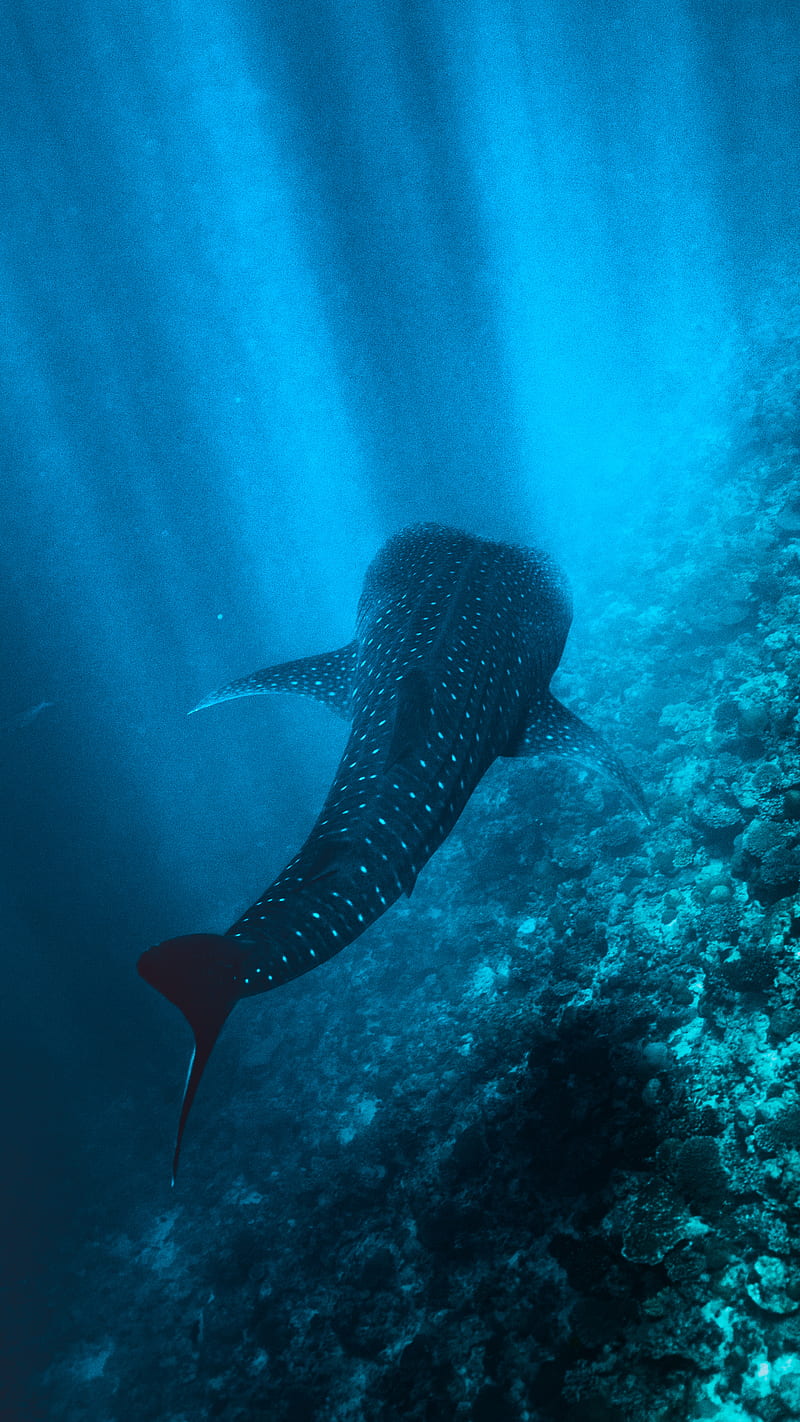 Whale shark 1, Ben, Maldives, Ocean, blue, HD phone wallpaper