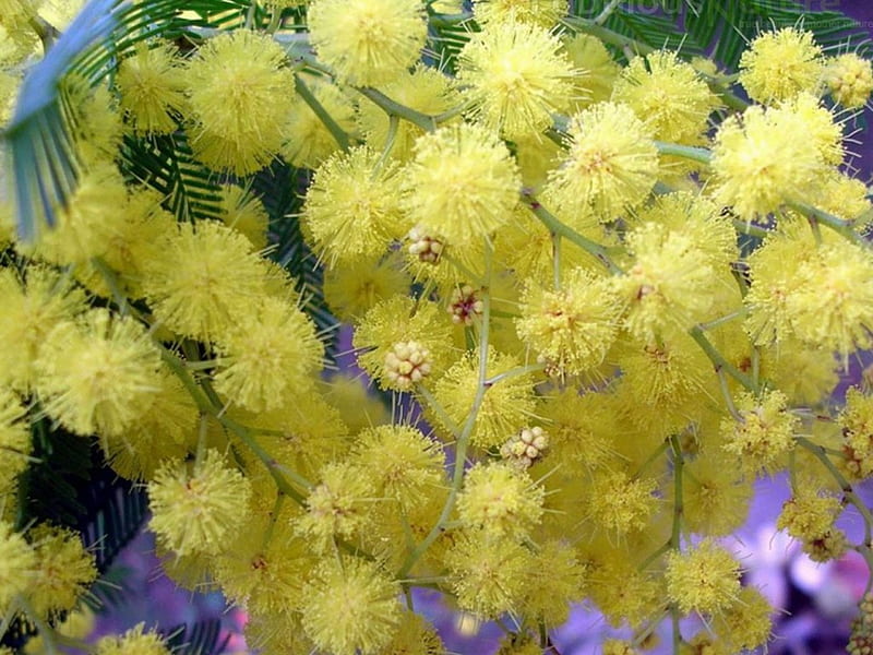 COLOUR OF SPRING, yellow, flowers, spring, wattle, HD wallpaper
