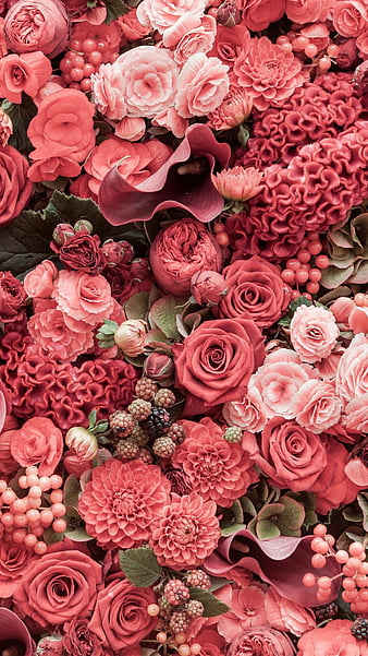 pink roses, flowers, love, nature, HD phone wallpaper