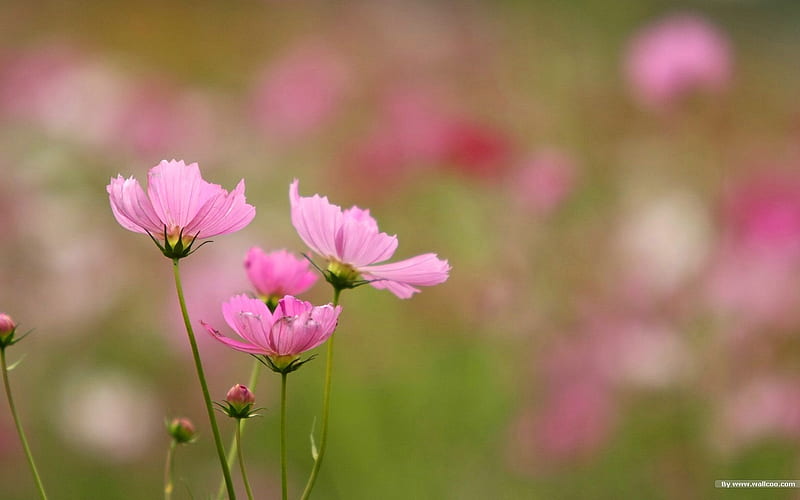 Autumn flowers-grass in the cosmos 23, HD wallpaper