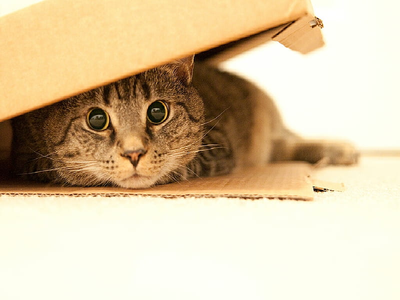 his big cow eyes, cow, eyes, big, HD wallpaper