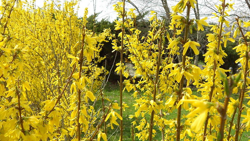Yellow Bushes of Spring 2013, spirng, yellow, forsythia, trees, bushes, green, bush, flower, flowers, HD wallpaper
