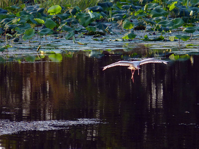 Egret glides over a lake, gliding, wings, egret, flying, white, swamp, lake, HD wallpaper