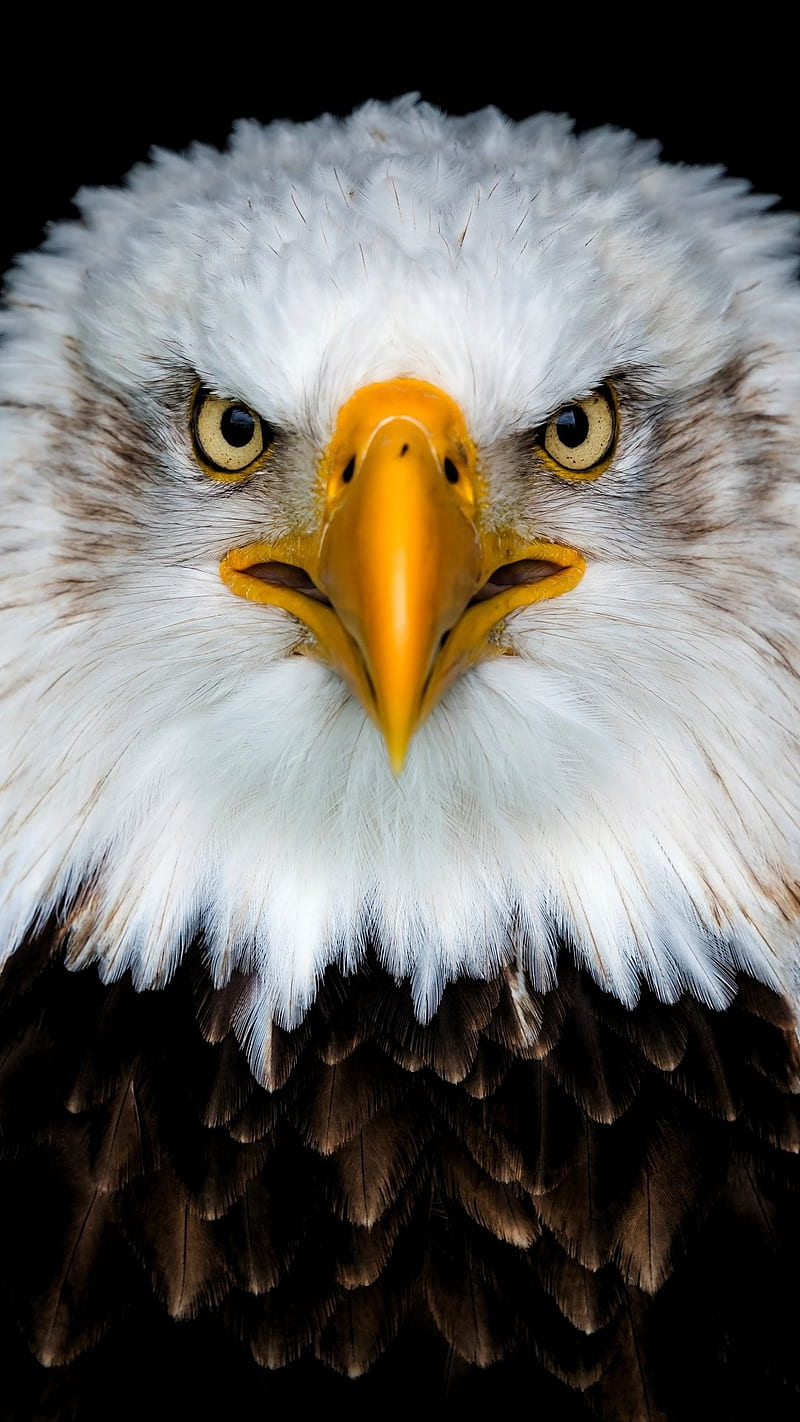 Eagle amoled, birds, eagle, full , prey, white, HD phone wallpaper