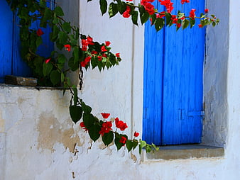 HD facade and bougainvillea wallpapers | Peakpx