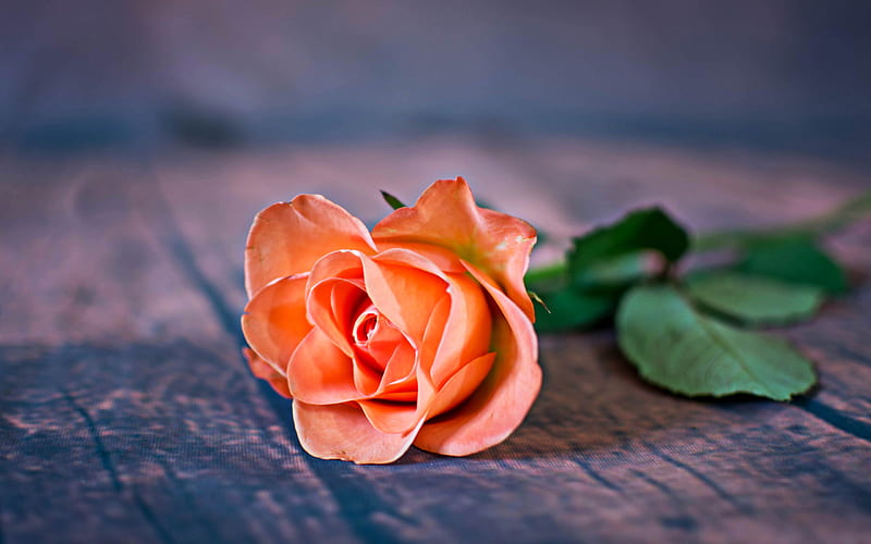 scarlet roses, close-up, one rose, orange flowers, roses, orange rose, R, HD wallpaper