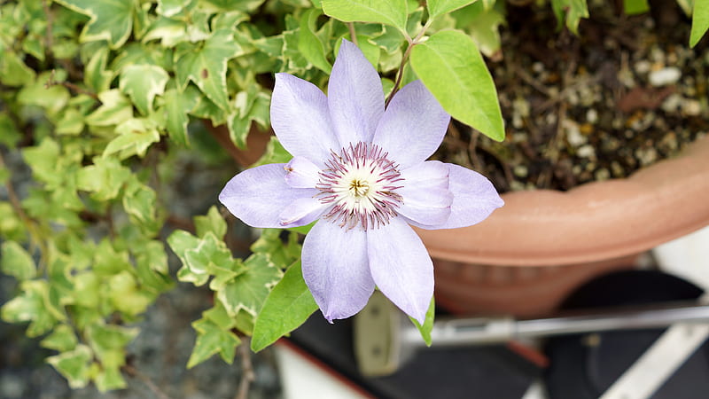 Clematis, Clematis patens, Kazaguruma, Flowers, kuremachisu, Flower, Purple, White 3840x2160, HD wallpaper