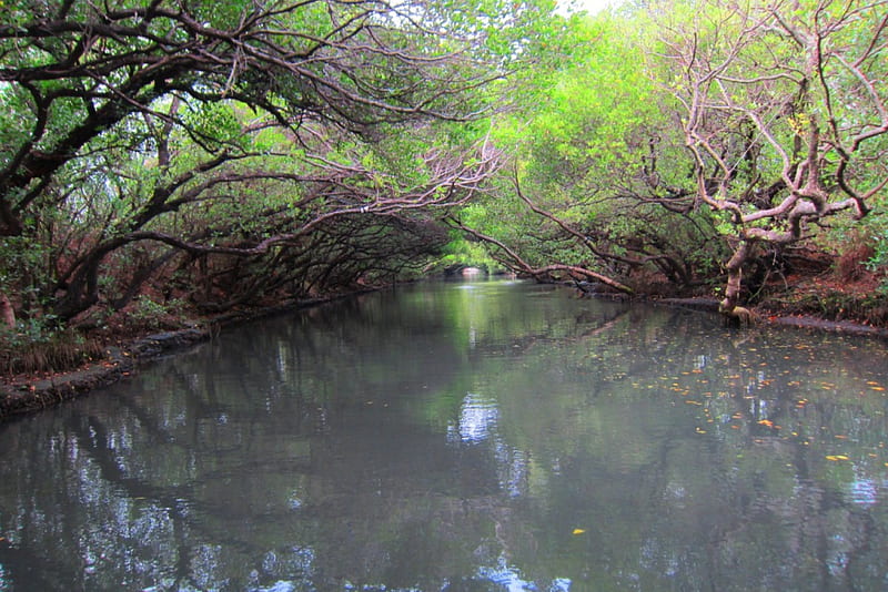 Mangrove forests waterways, mangrove forests, trip, waterways, bonito, by boat, HD wallpaper