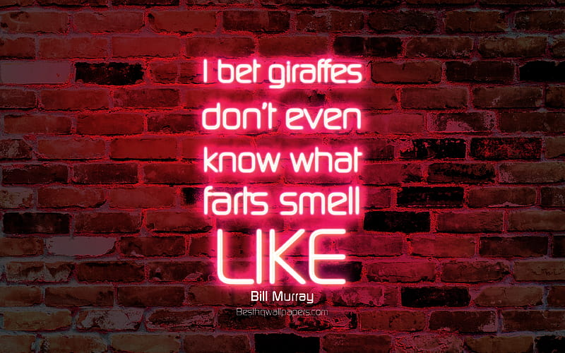 I bet giraffes dont even know what farts smell like purple brick wall, Bill Murray, popular quotes, neon text, inspiration, quotes about life, HD wallpaper