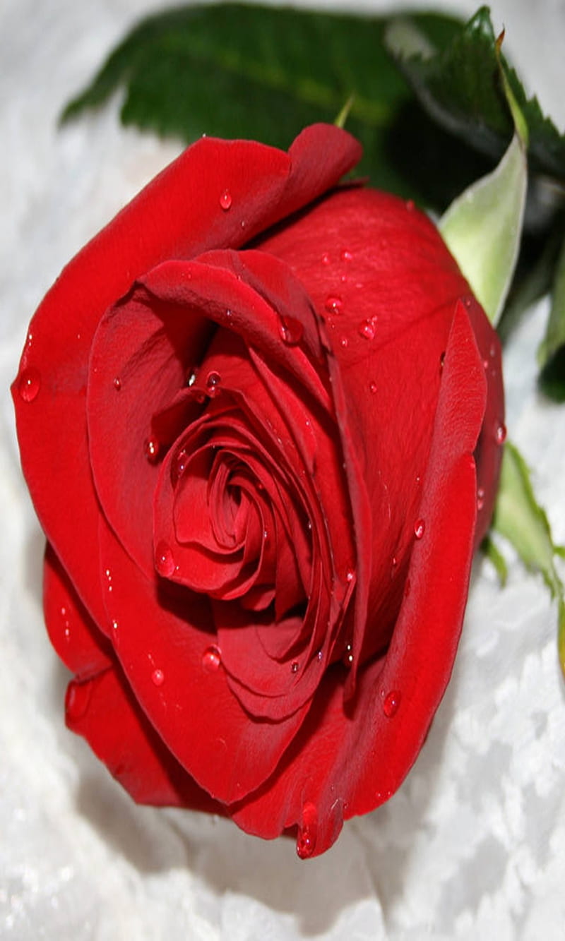Red rose, flower, inlove, love, new, nice, romantic, stem, HD phone  wallpaper | Peakpx