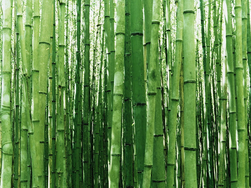 Bamboo, textures, green, abstract, HD wallpaper