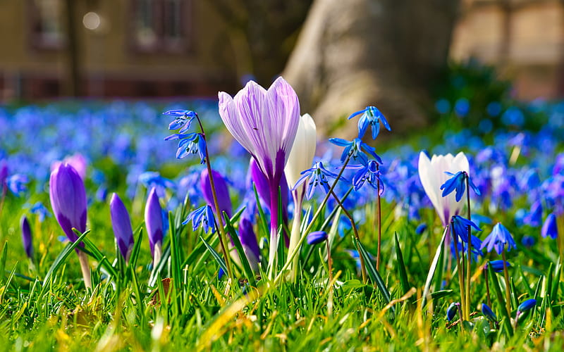 spring flowers, wildflowers, crocuses, green grass, blur, purple crocuses, HD wallpaper