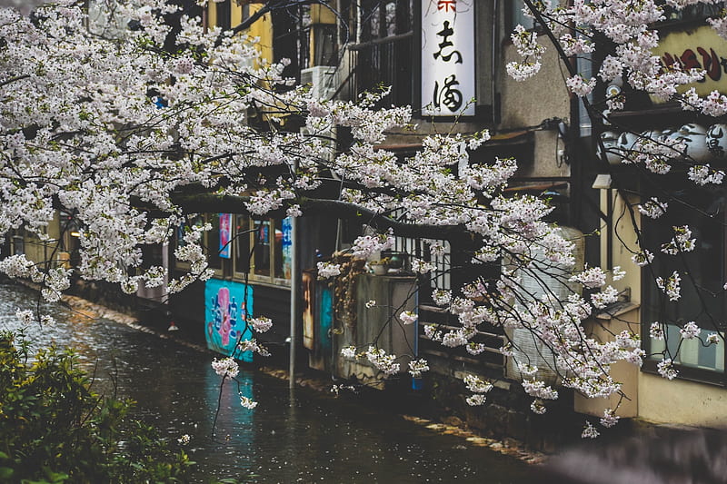 japan, cherry blossom, street, raining, scenic, pretty, relax, City, HD wallpaper