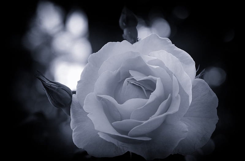 Hãy để bộ sưu tập hoa hồng trắng tươi sáng làm cho màn hình của bạn trở nên thú vị hơn bao giờ hết. Với nhiều loại hoa khác nhau, chắc chắn sẽ có một loại phù hợp với sở thích của bạn. Hãy xem ngay ảnh hoa hồng trắng để cảm nhận sự tươi mới và sự thanh lịch.