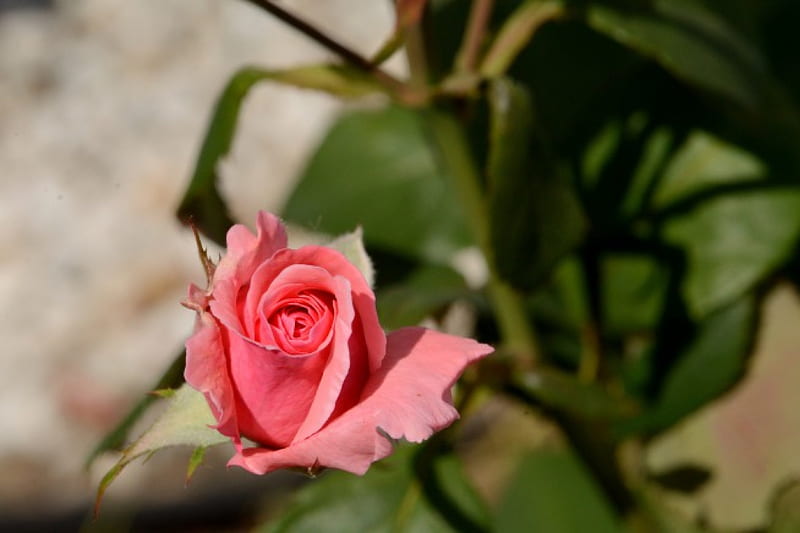 Lil pinky rose  Beautiful roses, Beautiful flowers, Rose buds