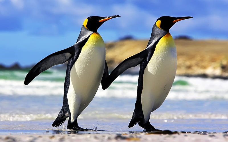 emperor penguins couple-Animal, HD wallpaper