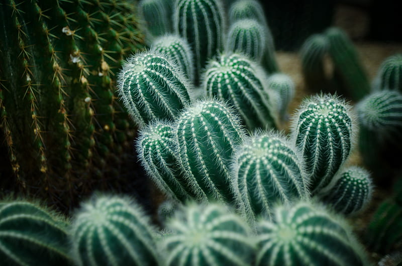cactuses, needles, green, macro, HD wallpaper